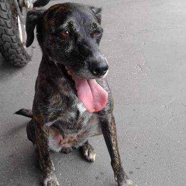 Cuidador de Pets