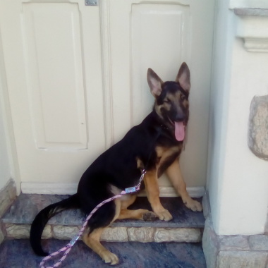 Jana Andiara - Seu dog em boas mãos