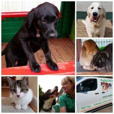 Perfect Pet Services - Perfect Doggy Daycare & Grooming Centre