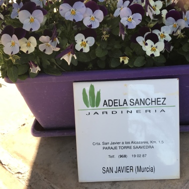 Adela Sanchez Jardineria