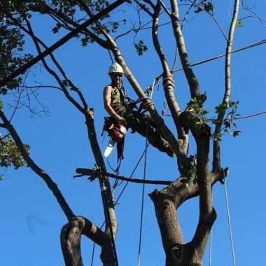 Arborcare tree service