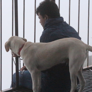 Dog buddy