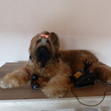 HUNDESALON-MATTIE