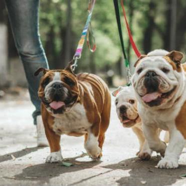 Paseo de mascotas