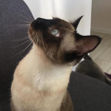 Medicina Felina a domicilio