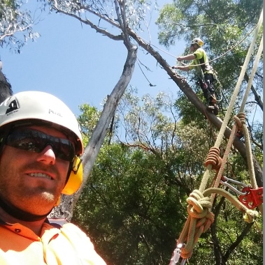 Plumb trees