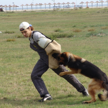 Dog Olymar