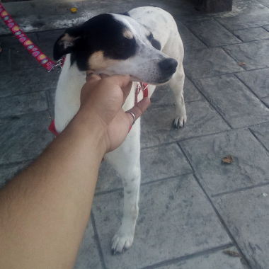 Alonso Pasea