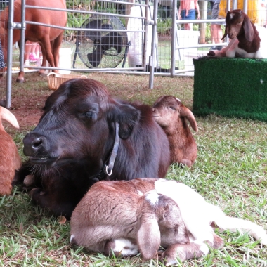3 Ponies Petting Farm