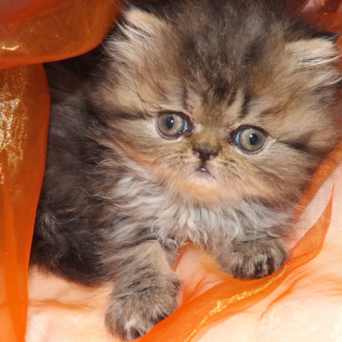 Toilettage a domicile et salon