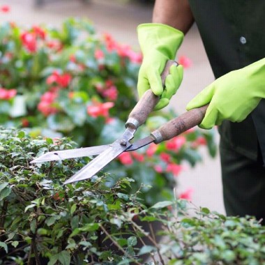 Jardins Atlântida - Serviços de Jardinagem