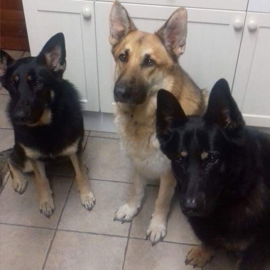 Paws & Claws Dog Training