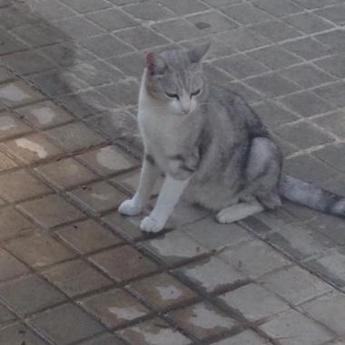 Nazca mi mascota querida