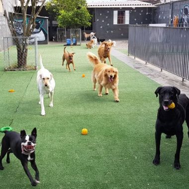Dog's Friend SPA Canino