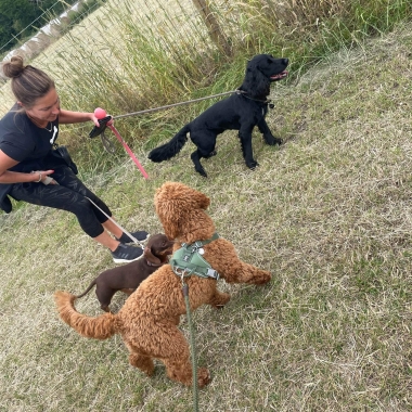 Crazy Dog Lady Barnsley