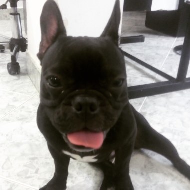 Adiestramiento canino