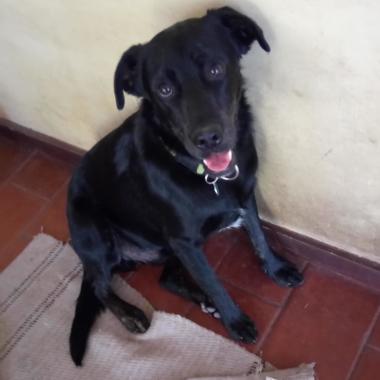 Paseo y cuidado de perros