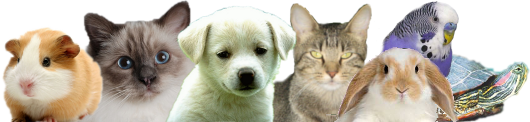 Springlands Veterinary Centre