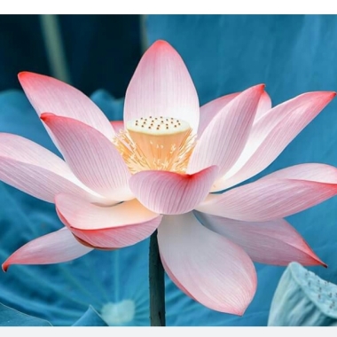 Thirumala Tuitions & Coaching Centre