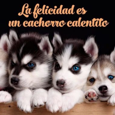 Paciador de perros 