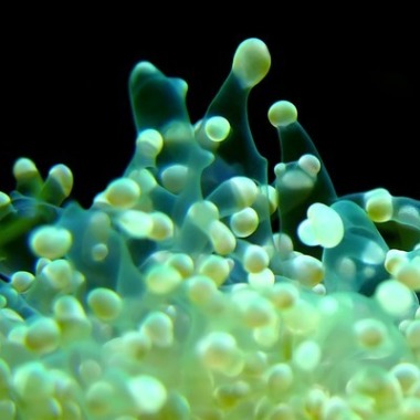 Coral Web Design