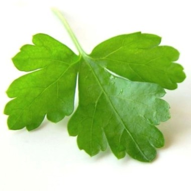 Coriander Group