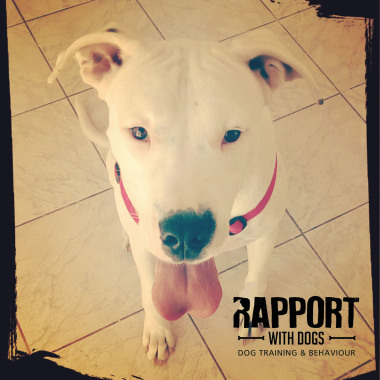 Rapport with dogs