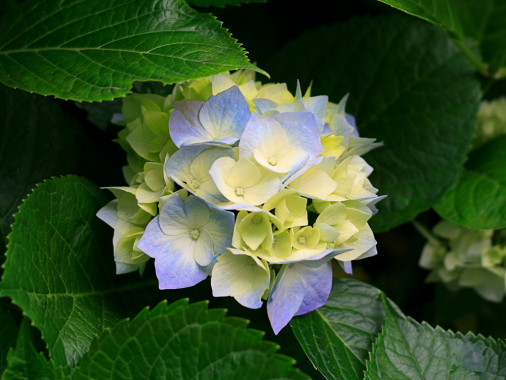THE FLOWER FLEUR