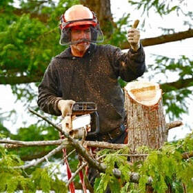 Tree Lopping Brisbane  North