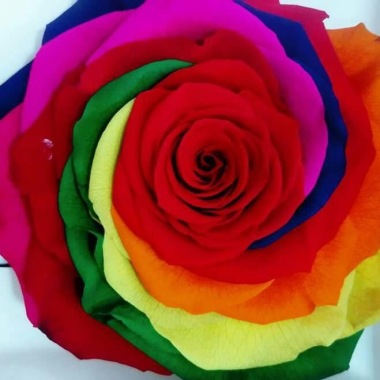 Floreria saris