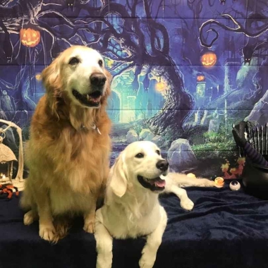 The Pet Pawlor