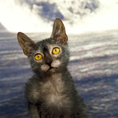 Lyndsay cattery