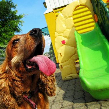 Dogmopolite Kutyapanzió és Kutyanpaközi