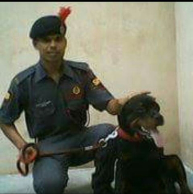 Sis dog escort