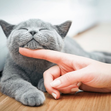 Jeanette’s pet care