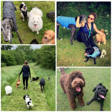 Herts Hiking Hounds