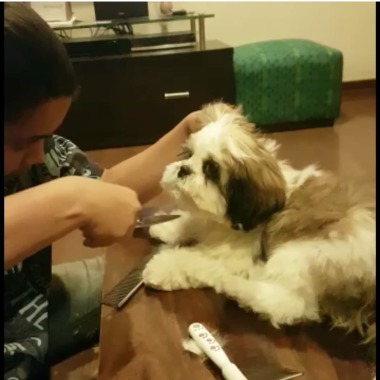 Pet Groomer Tejal Chawathe