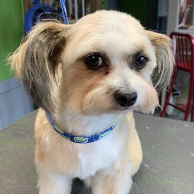 The groomer