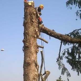 ASSO GIARDiNI