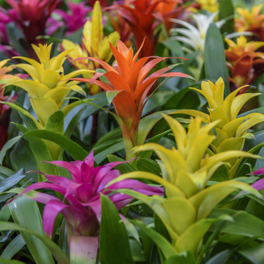 Exotica