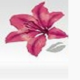 Same Day Flower Delivery El Paso TX - Send Flowers