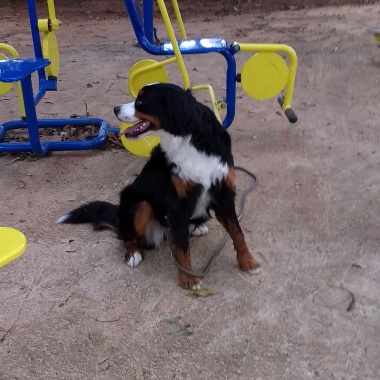 Matilha