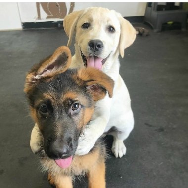 Dog walker