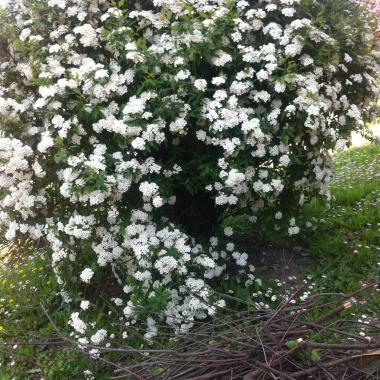 GardenLu