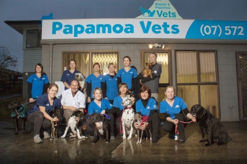 Bayfair Vets