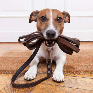 Walk the dog