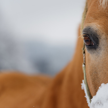 Golden Horseland
