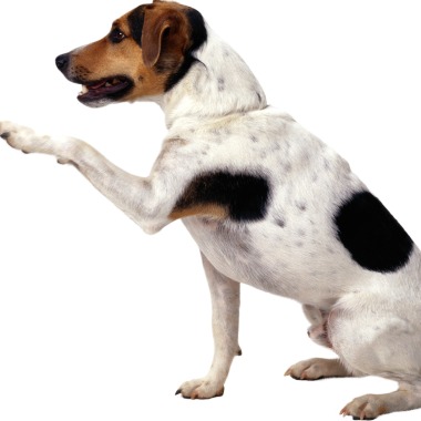 DoggyWalk - Når din hund skal luftes
