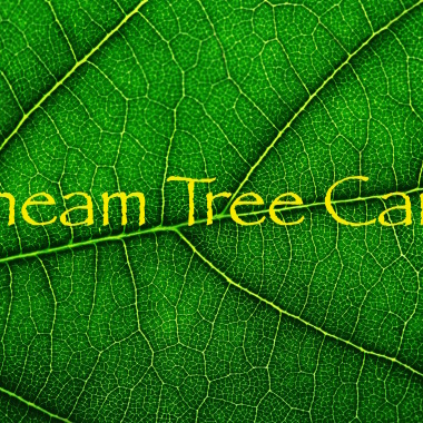 Tree Consulting & Tree Services - Cheam Tree Care