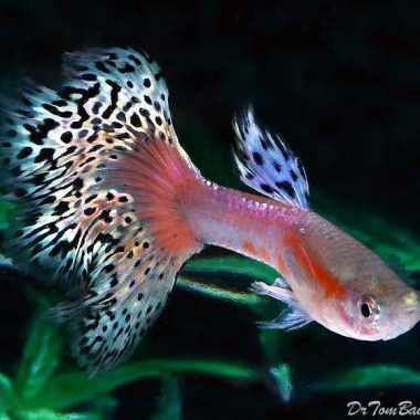 Peces Ornamentales de Santander